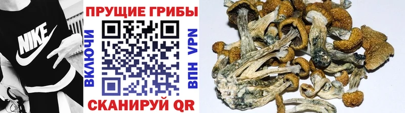 Купить закладки  Кумертау  Псилоцибиновые грибы GOLDEN TEACHER 